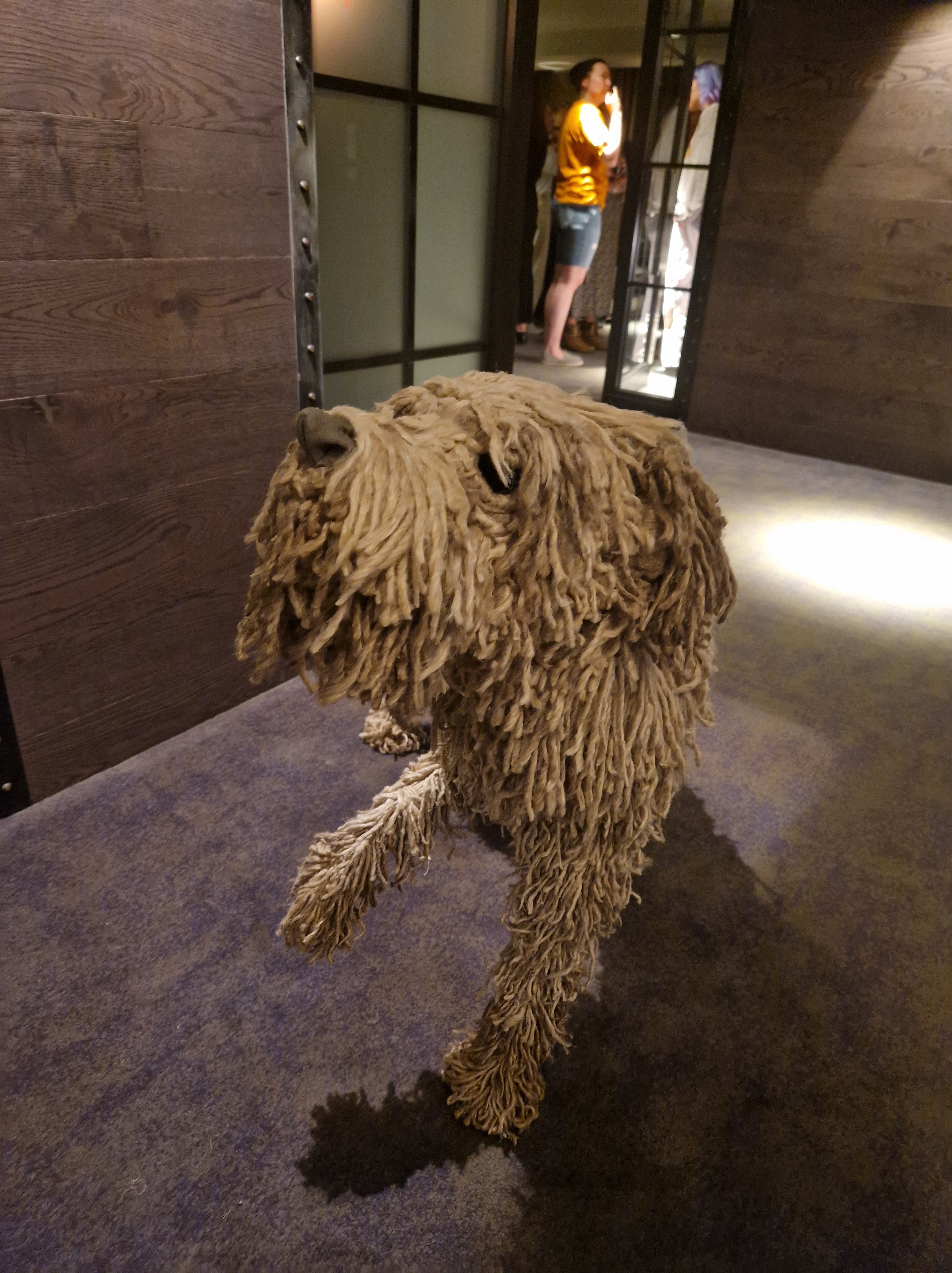 A shaggy dog in a hotel in Glasgow